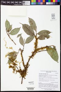 Ficus chrysolepis
