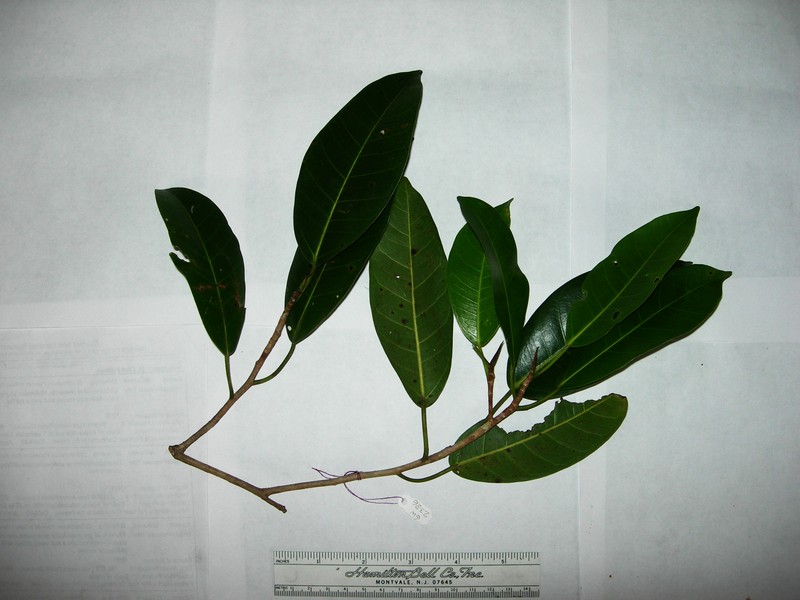 Ficus chrysolepis photo 2