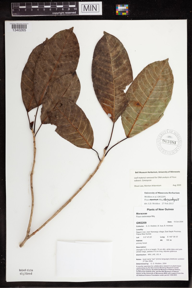 Ficus chrysolepis photo 4