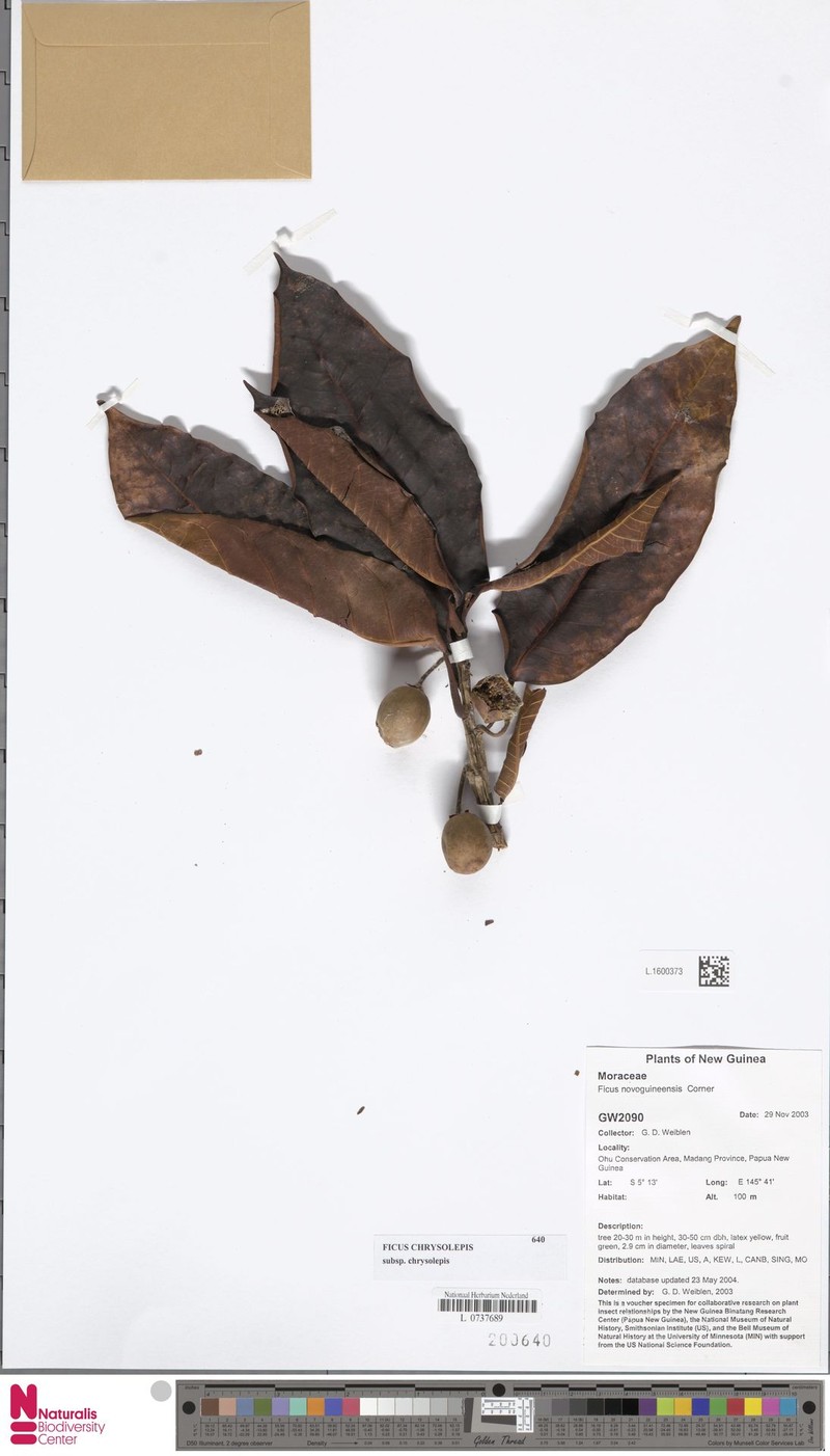 Ficus chrysolepis subsp. chrysolepis