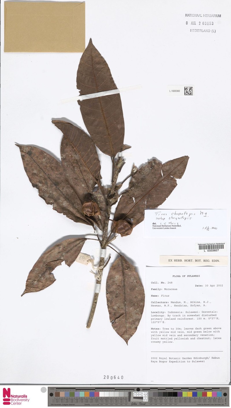 Ficus chrysolepis subsp. chrysolepis photo 2