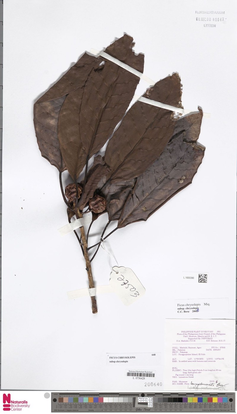 Ficus chrysolepis subsp. chrysolepis photo 3