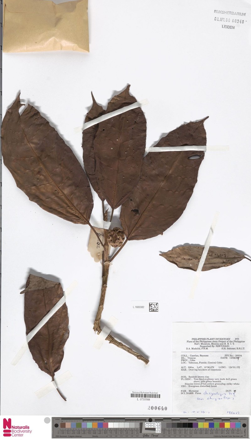 Ficus chrysolepis subsp. chrysolepis photo 4