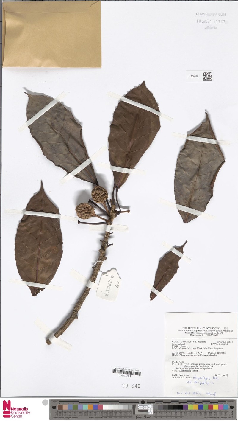 Ficus chrysolepis subsp. chrysolepis photo 5