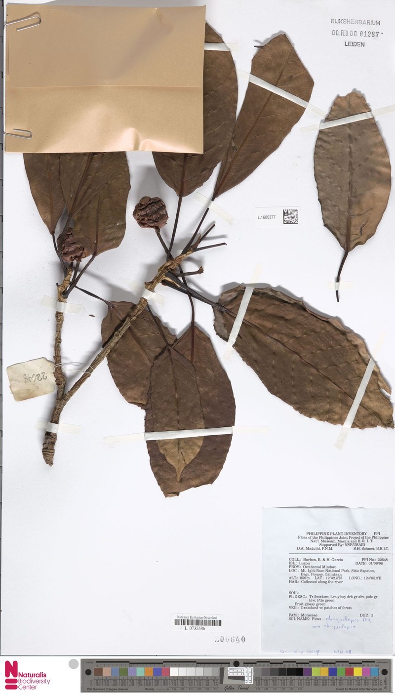Ficus chrysolepis subsp. chrysolepis photo 6