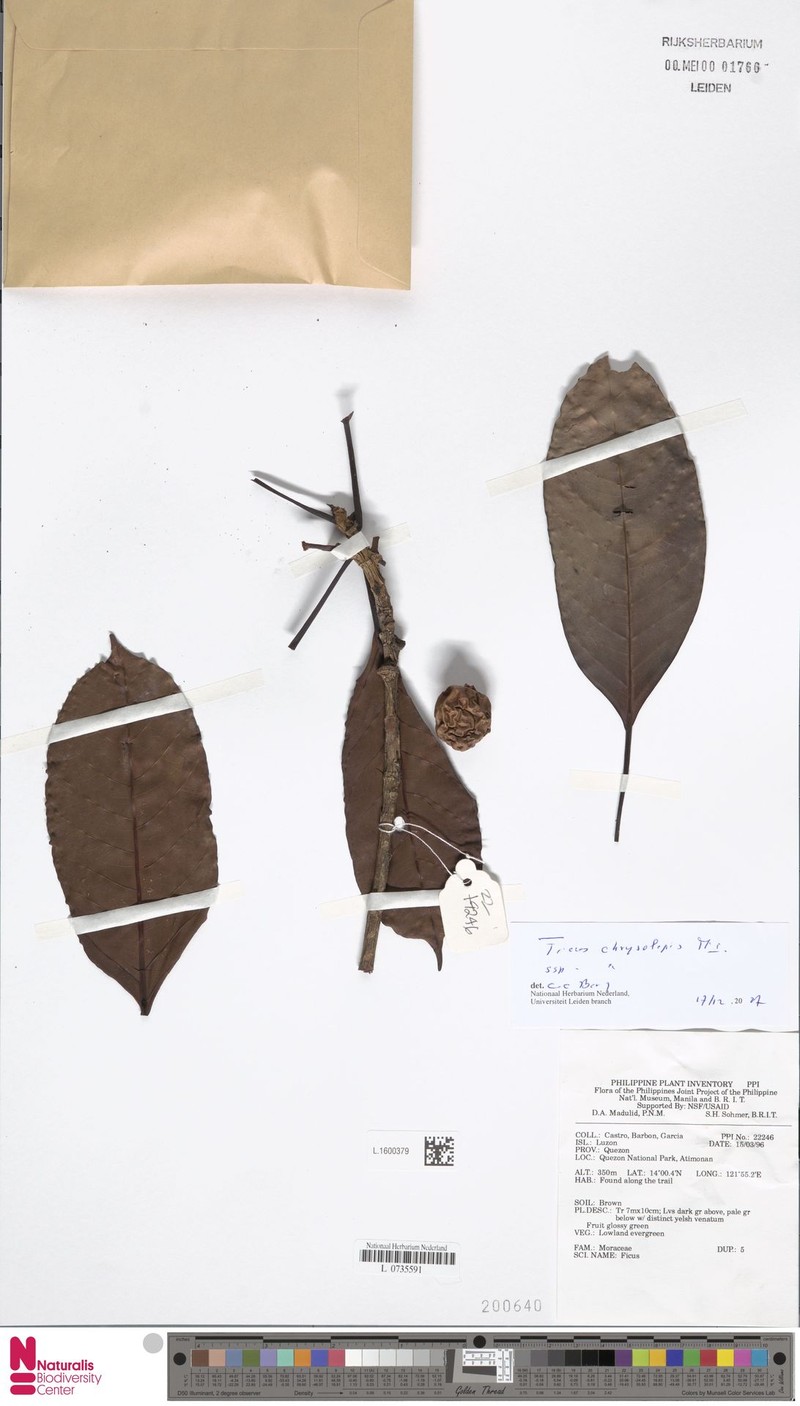 Ficus chrysolepis subsp. chrysolepis photo 7