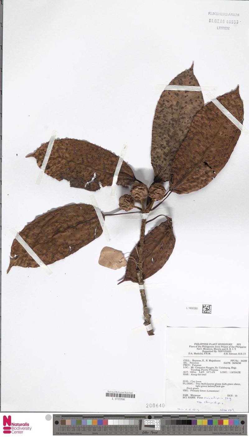 Ficus chrysolepis subsp. chrysolepis photo 8