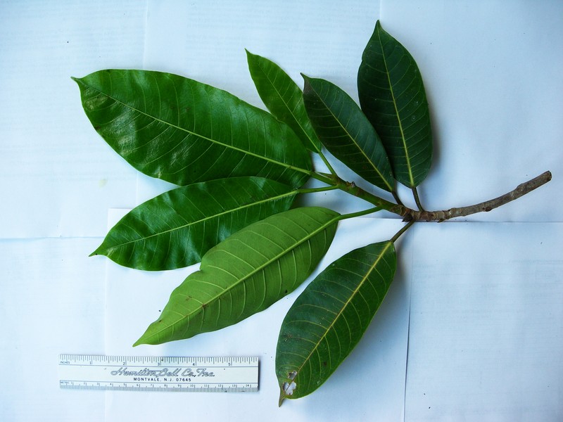 Ficus chrysolepis subsp. novoguineensis