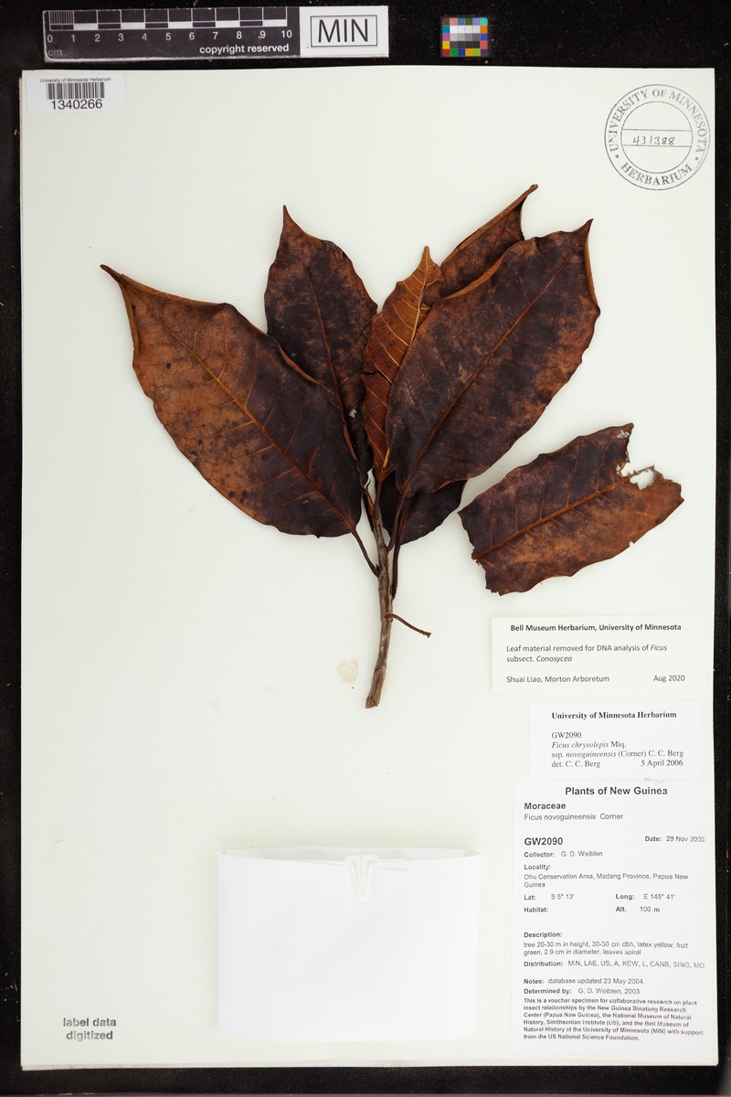 Ficus chrysolepis subsp. novoguineensis photo 2