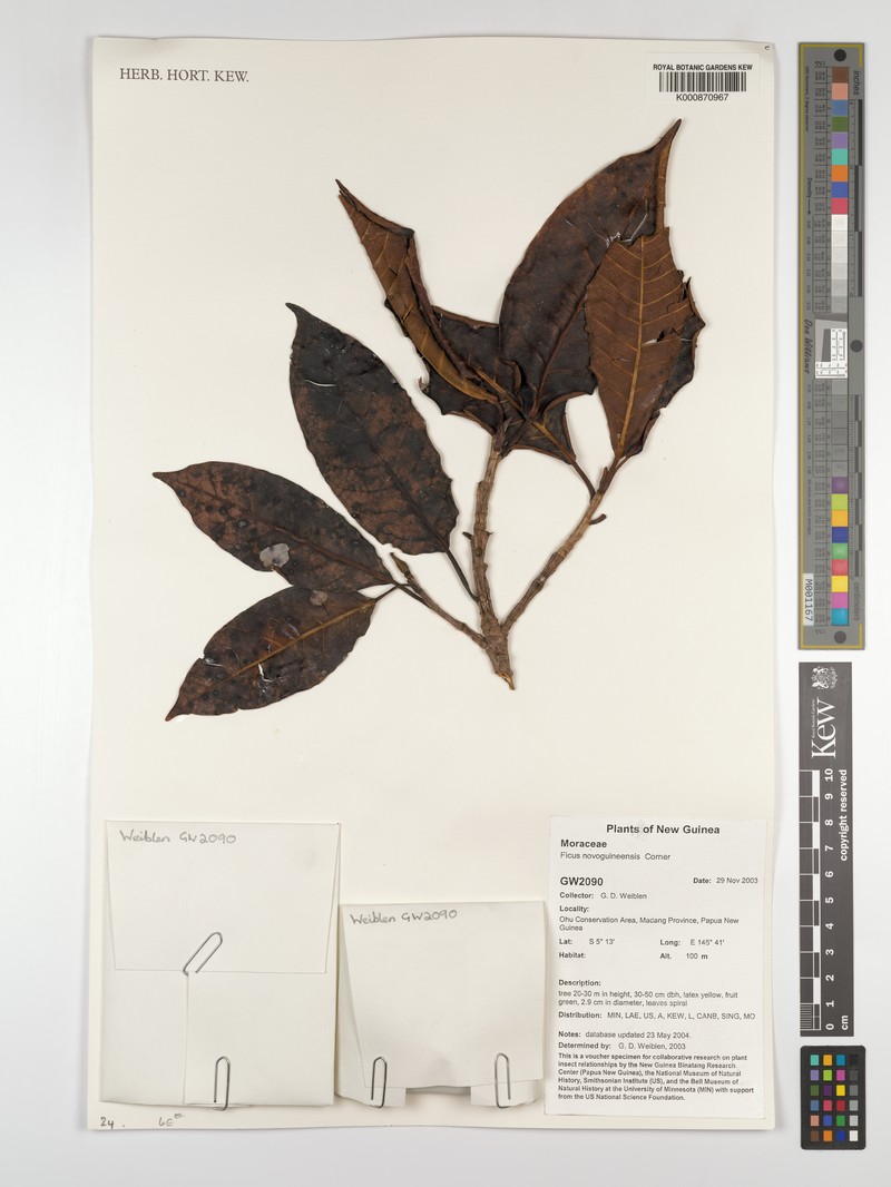 Ficus chrysolepis subsp. novoguineensis photo 3