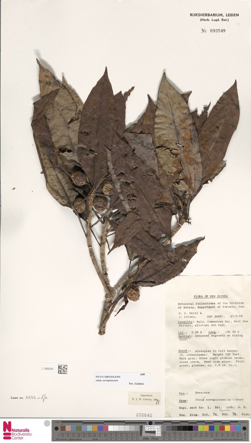 Ficus chrysolepis subsp. novoguineensis photo 4