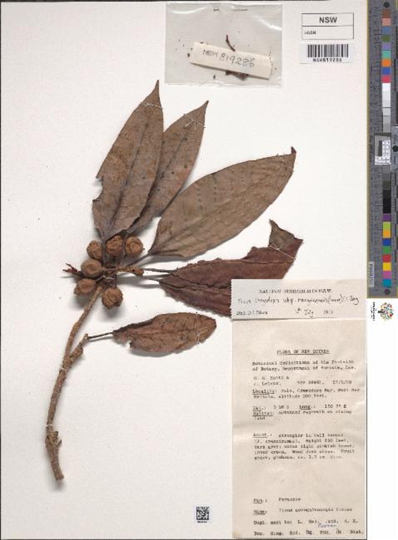 Ficus chrysolepis subsp. novoguineensis photo 5