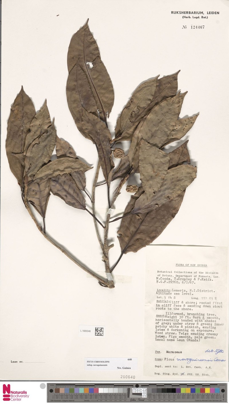 Ficus chrysolepis subsp. novoguineensis photo 6