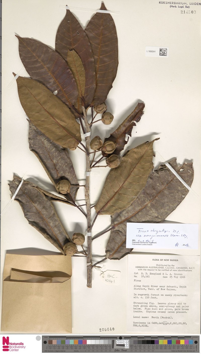 Ficus chrysolepis subsp. novoguineensis photo 7