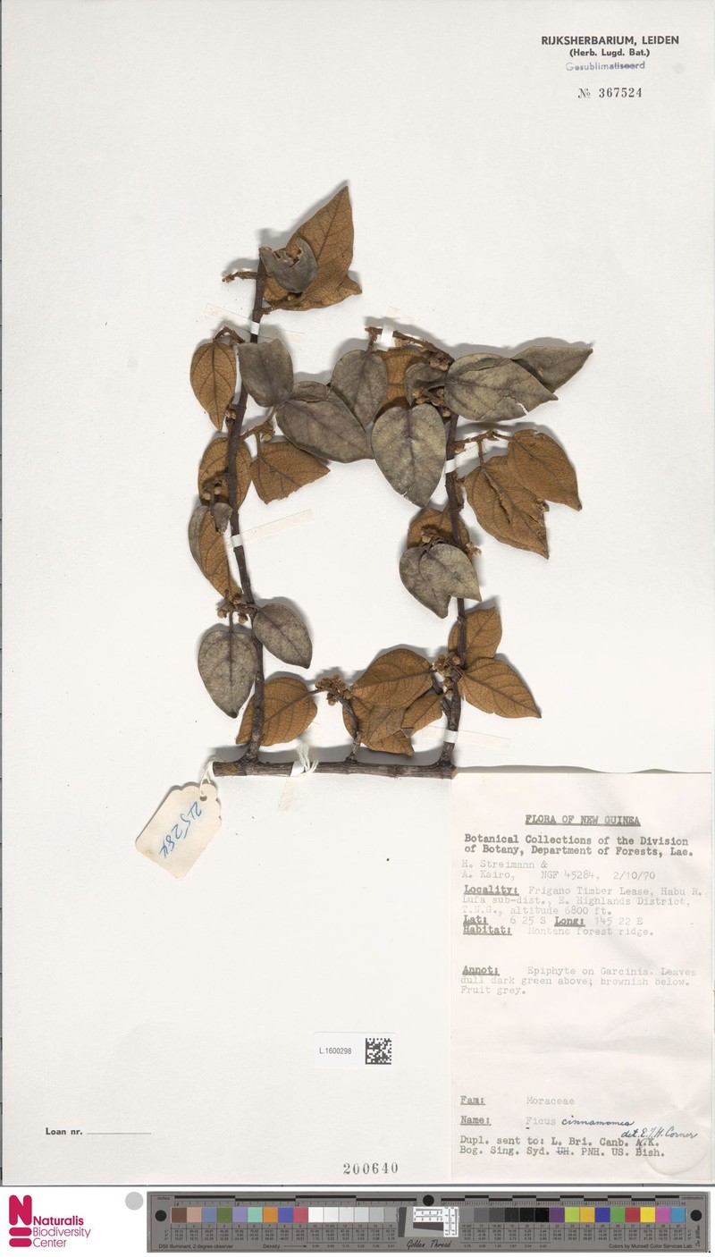 Ficus cinnamomea