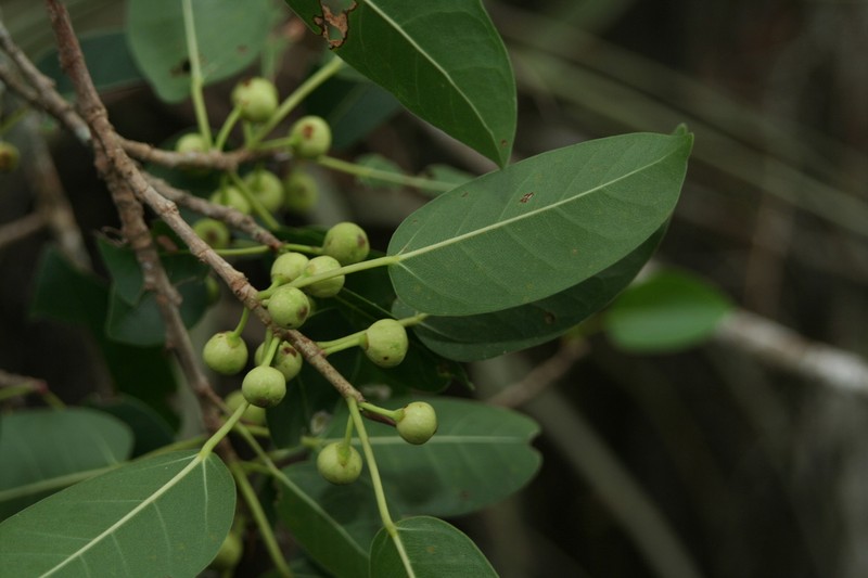 Wild Banyantree