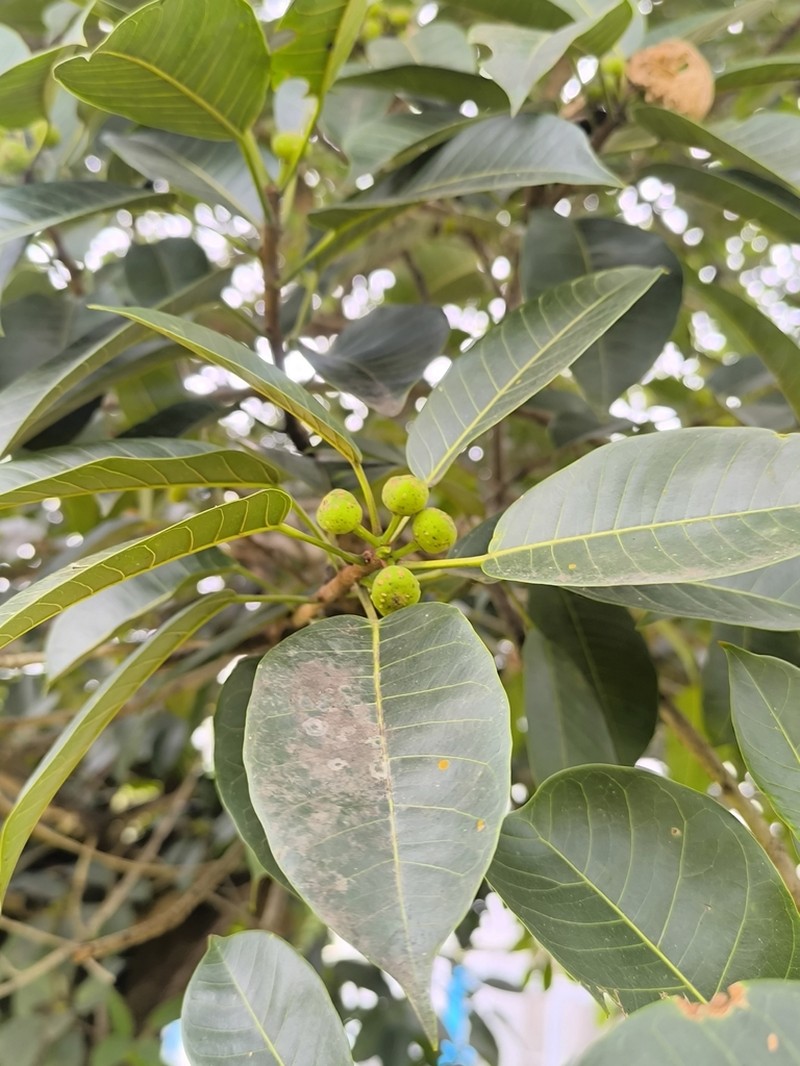 Wild Banyantree photo 2