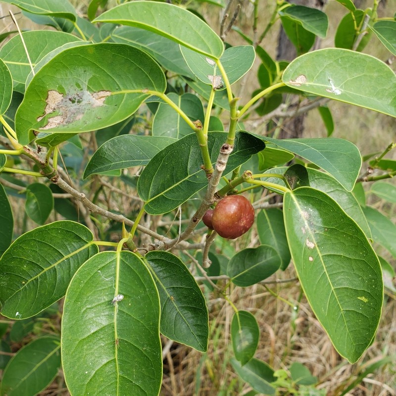 Wild Banyantree photo 3