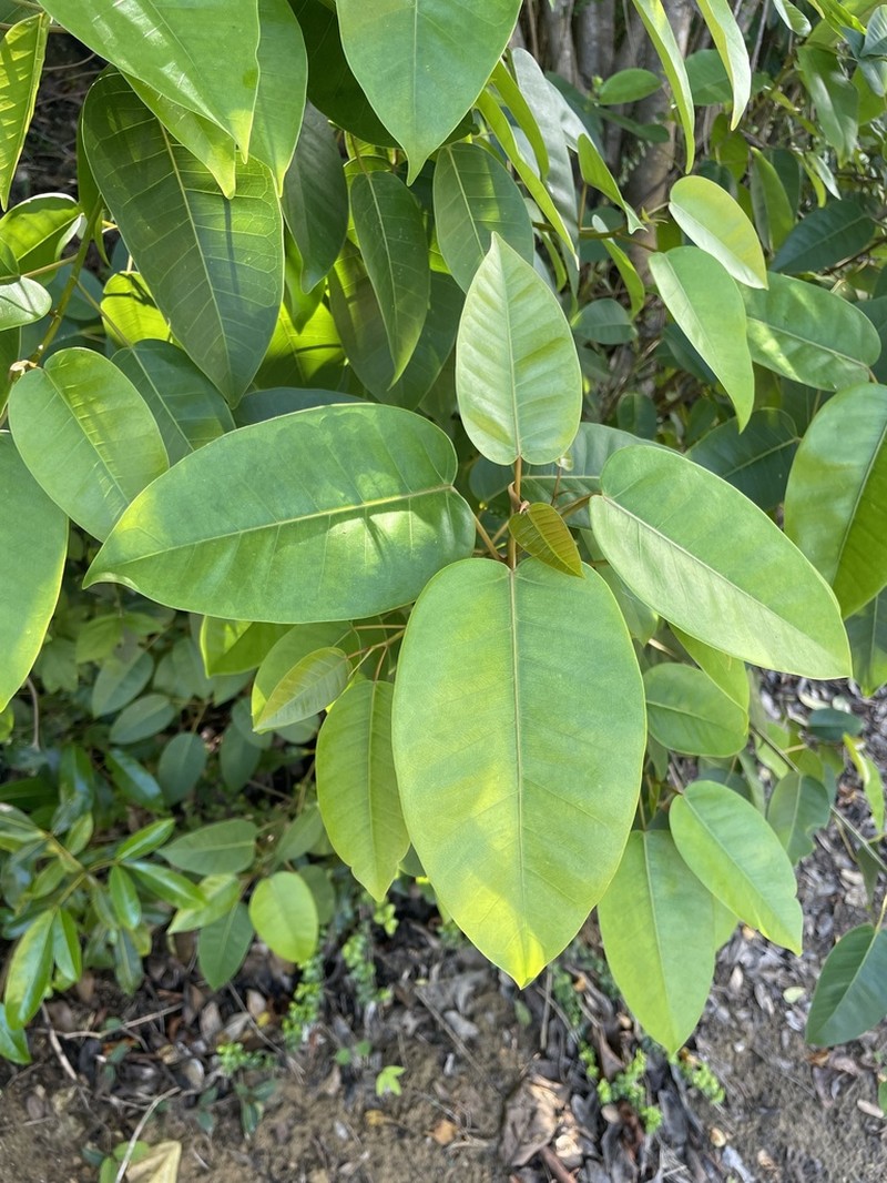 Wild Banyantree photo 4