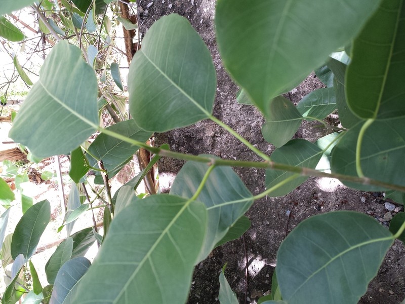 Wild Banyantree photo 5