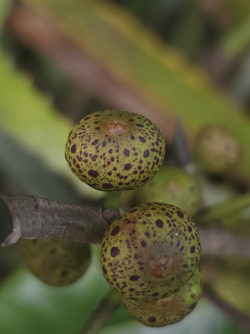 Wild Banyantree photo 6