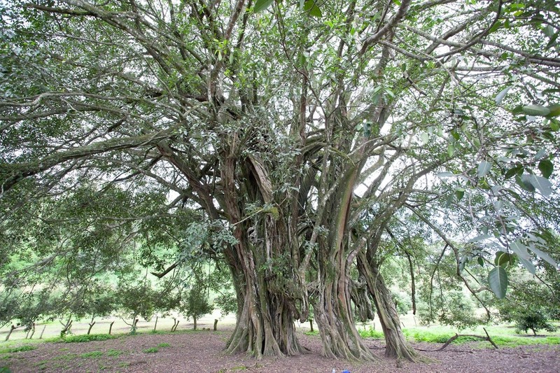 Wild Banyantree photo 7