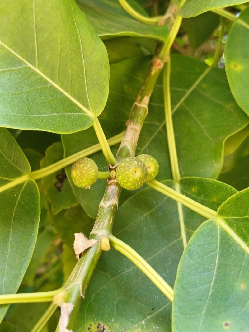 Wild Banyantree photo 8