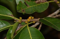 Ficus clusiifolia