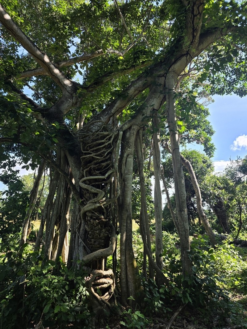 Ficus clusiifolia photo 2