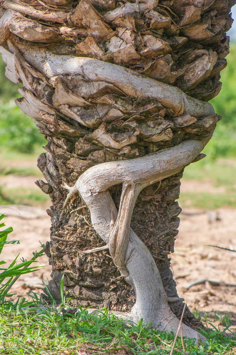 Ficus clusiifolia photo 3