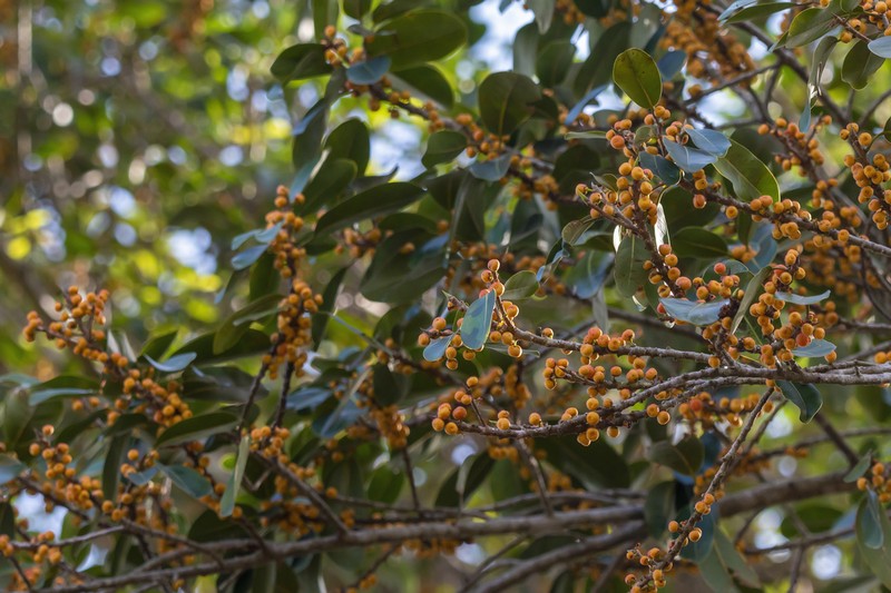 Ficus clusiifolia photo 4