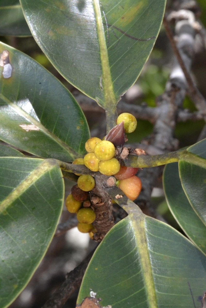 Ficus clusiifolia photo 5