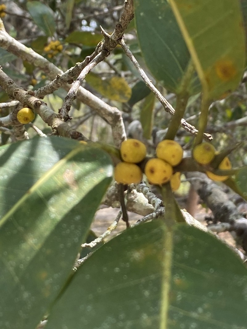 Ficus clusiifolia photo 6
