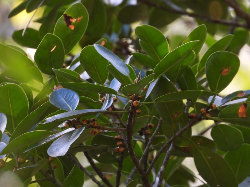 Ficus clusiifolia photo 7
