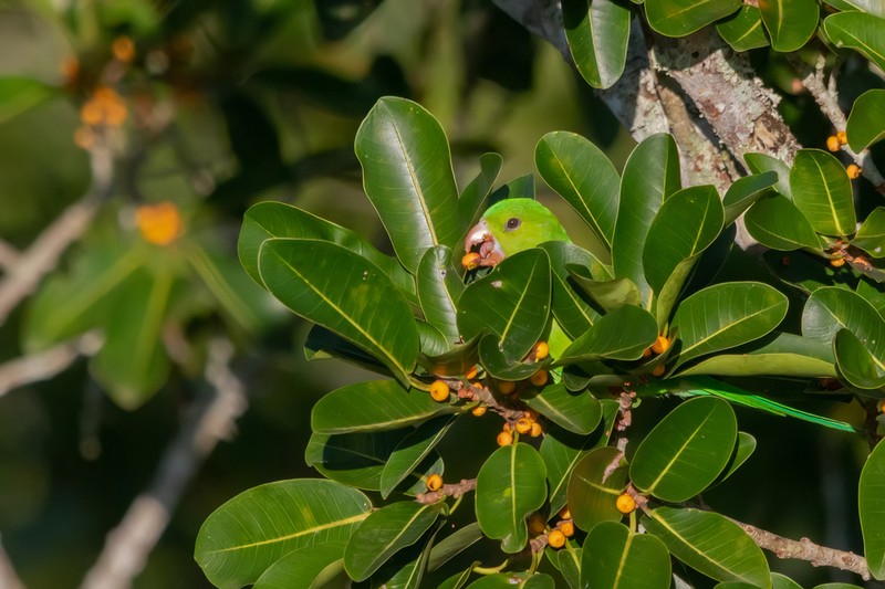 Ficus clusiifolia photo 8