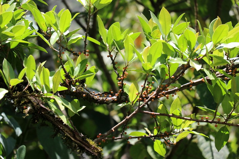 Ficus coerulescens