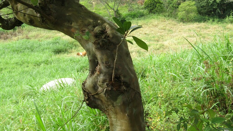 Ficus coerulescens photo 2