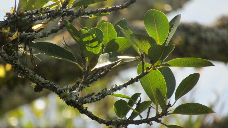 Ficus coerulescens photo 3