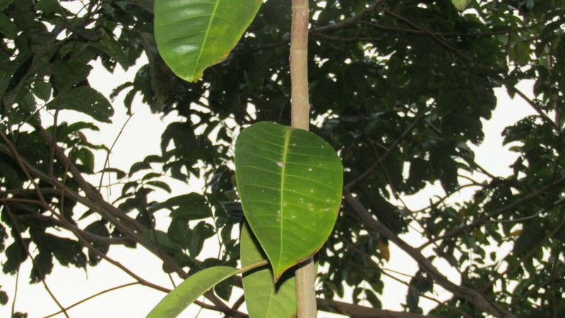 Ficus coerulescens photo 4