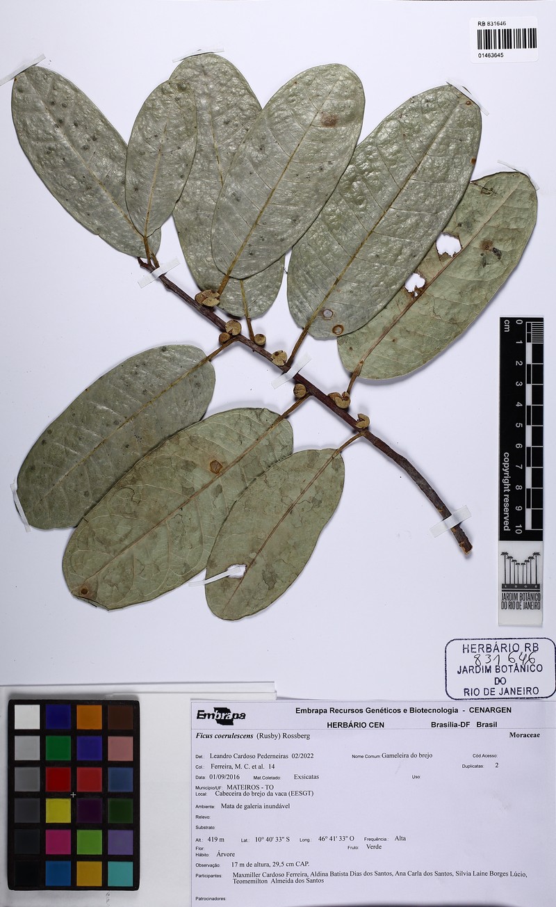 Ficus coerulescens photo 5