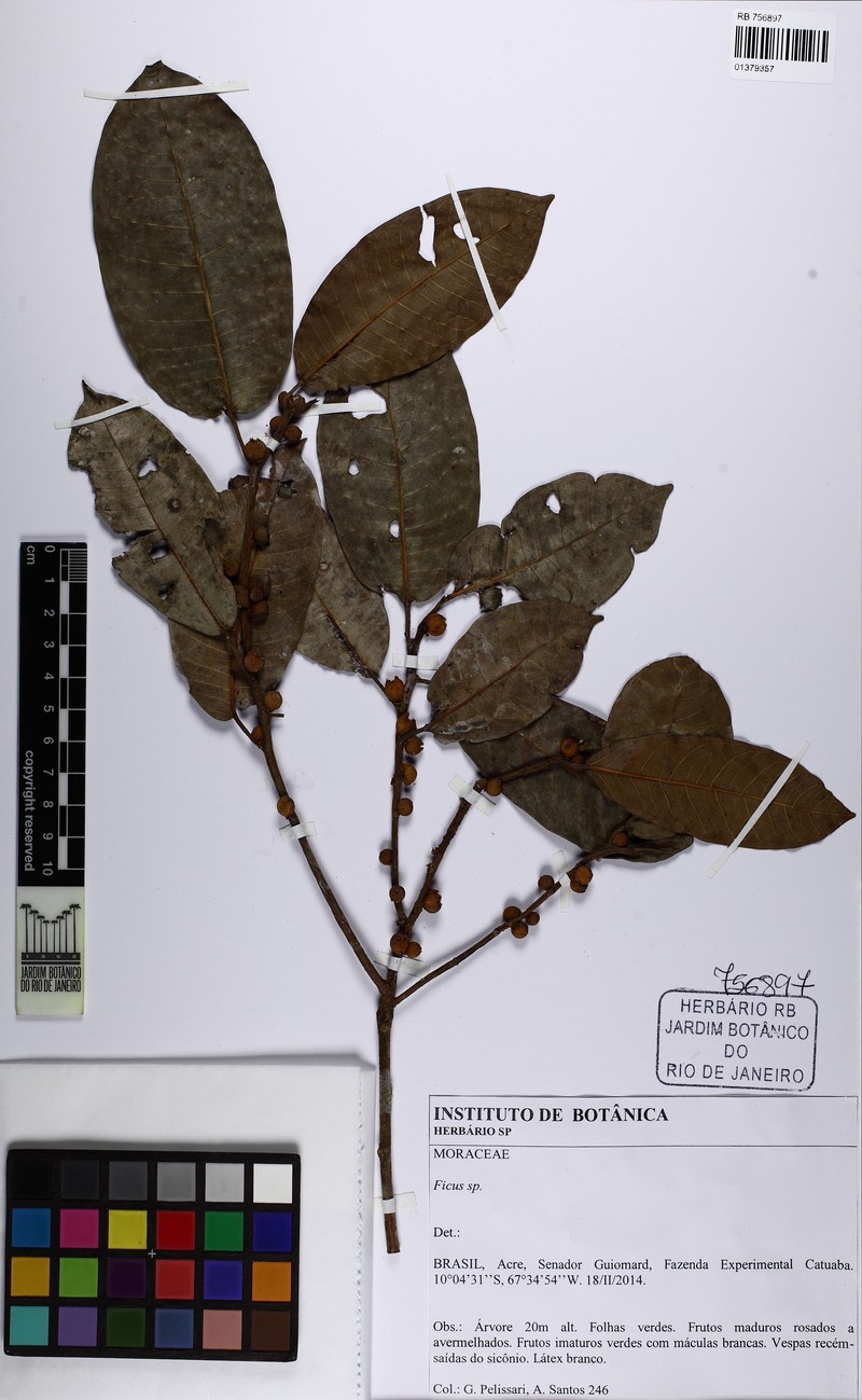 Ficus coerulescens photo 6