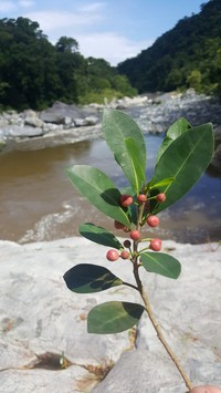 Ficus colubrinae
