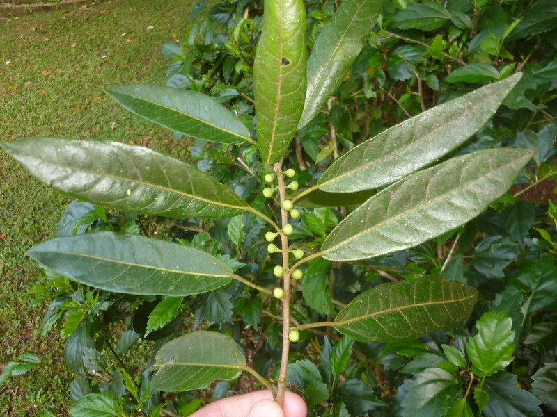 Ficus colubrinae photo 2