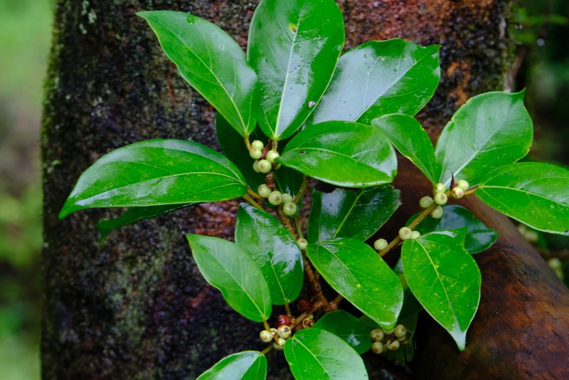Ficus colubrinae photo 3
