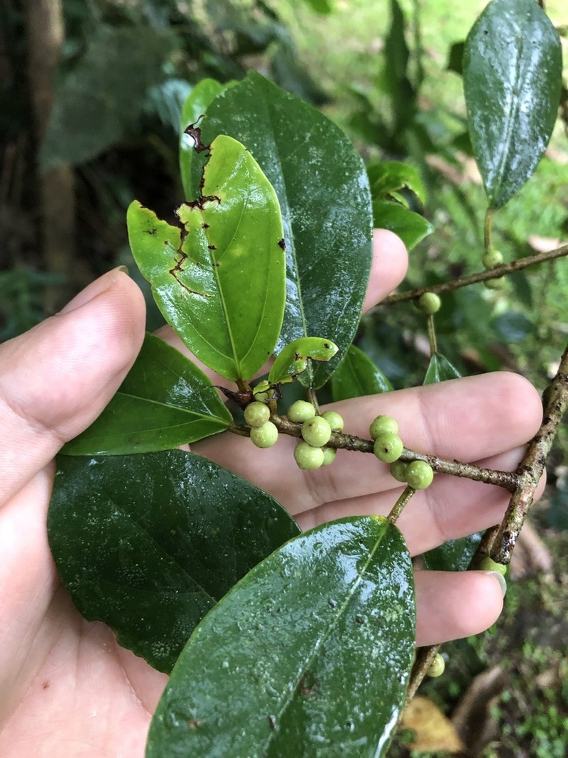 Ficus colubrinae photo 4