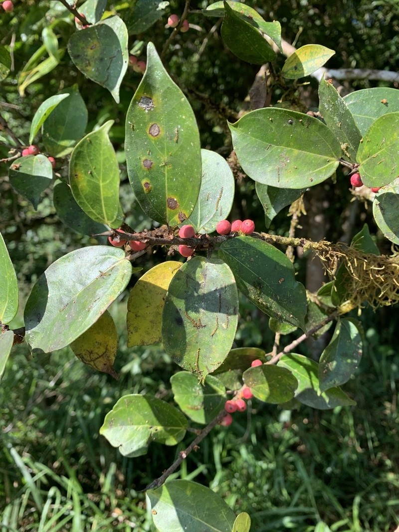 Ficus colubrinae photo 5