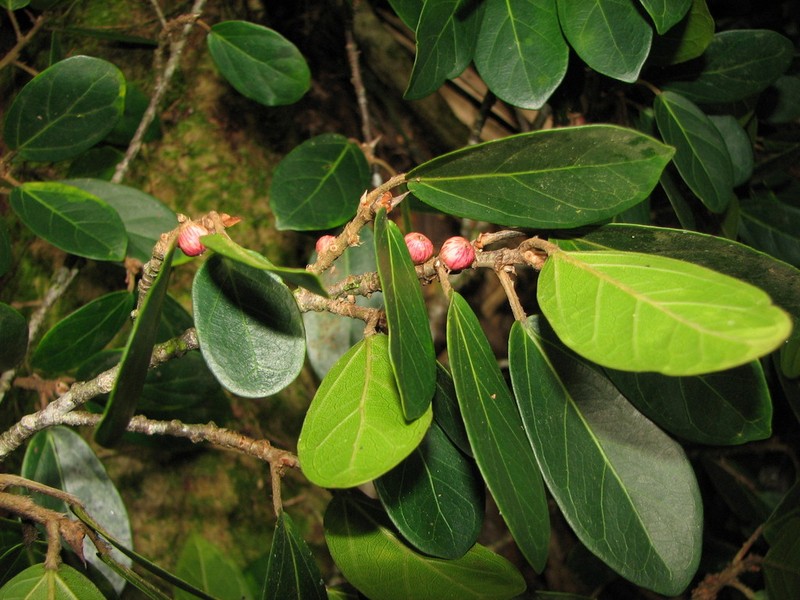 Ficus colubrinae photo 6