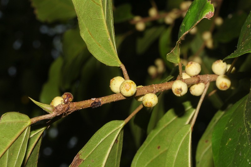 Ficus colubrinae photo 7