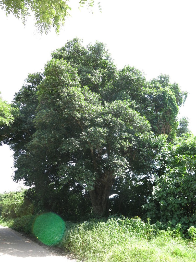 Ficus colubrinae photo 8
