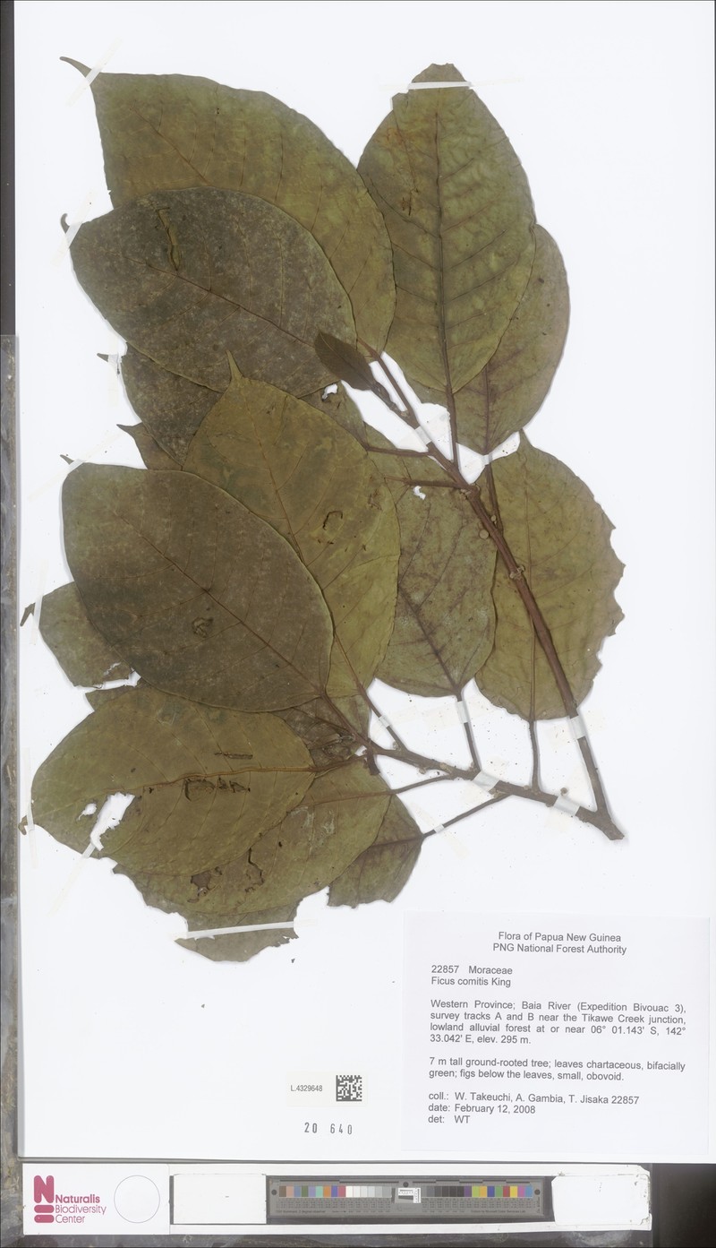 Ficus comitis